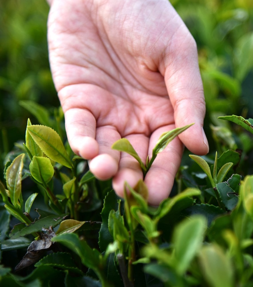 Second Flush Darjeeling Tea – Summer Muscatel Collection