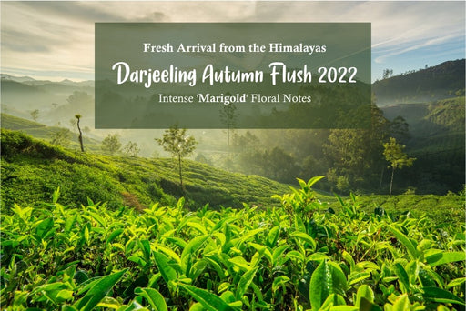 Darjeeling Autumn Flush 2022