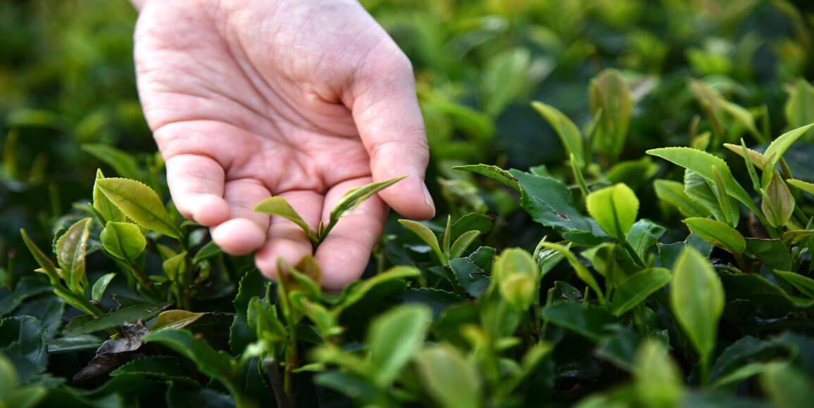 First Flush Darjeeling Tea Collection – Spring’s Rarest Harvest
